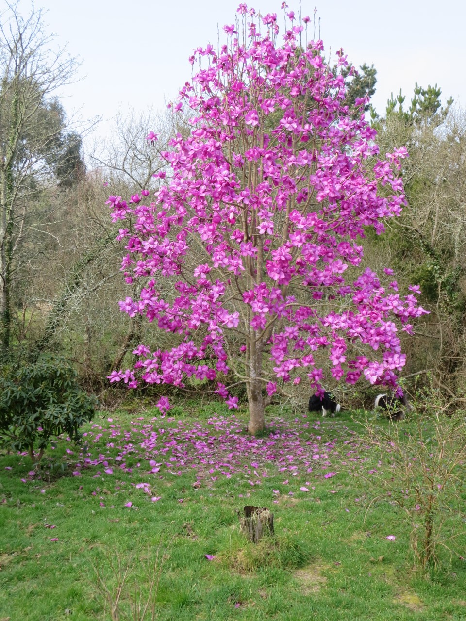 Magnolia campbellii sub species mollicomata Lanarth